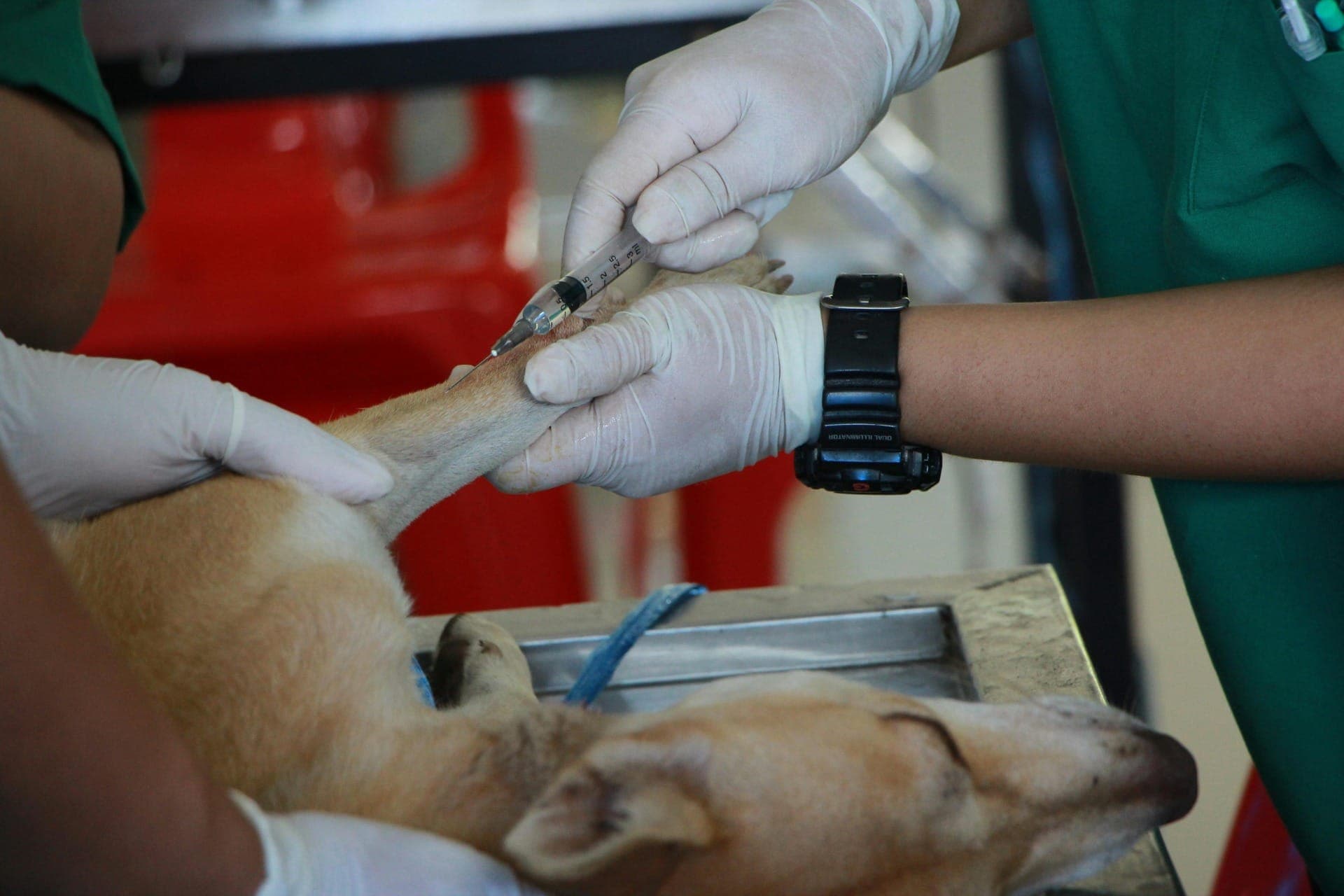 Aguaí realiza campanha gratuita de vacinação e microchipagem para cães