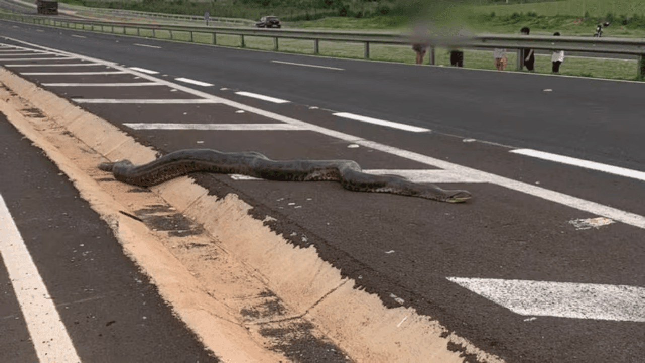 Sucuri de 5 metros é flagrada atravessando rodovia e recebe ajuda