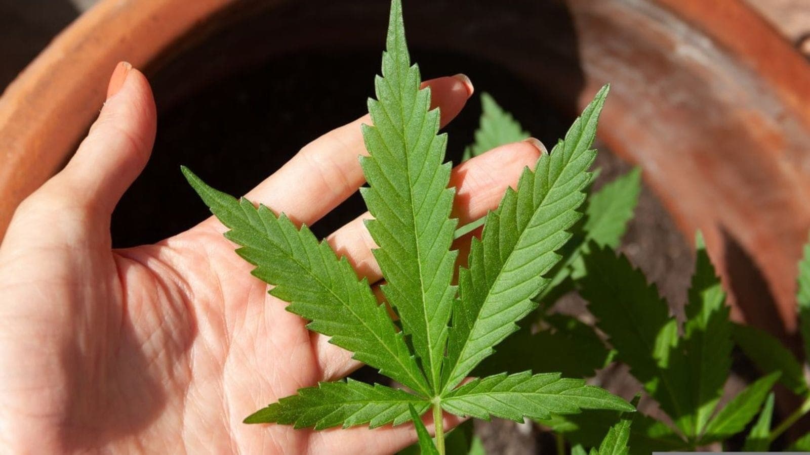 Cultivo de cannabis pode render US$ 9 mil por hectare e superar a soja