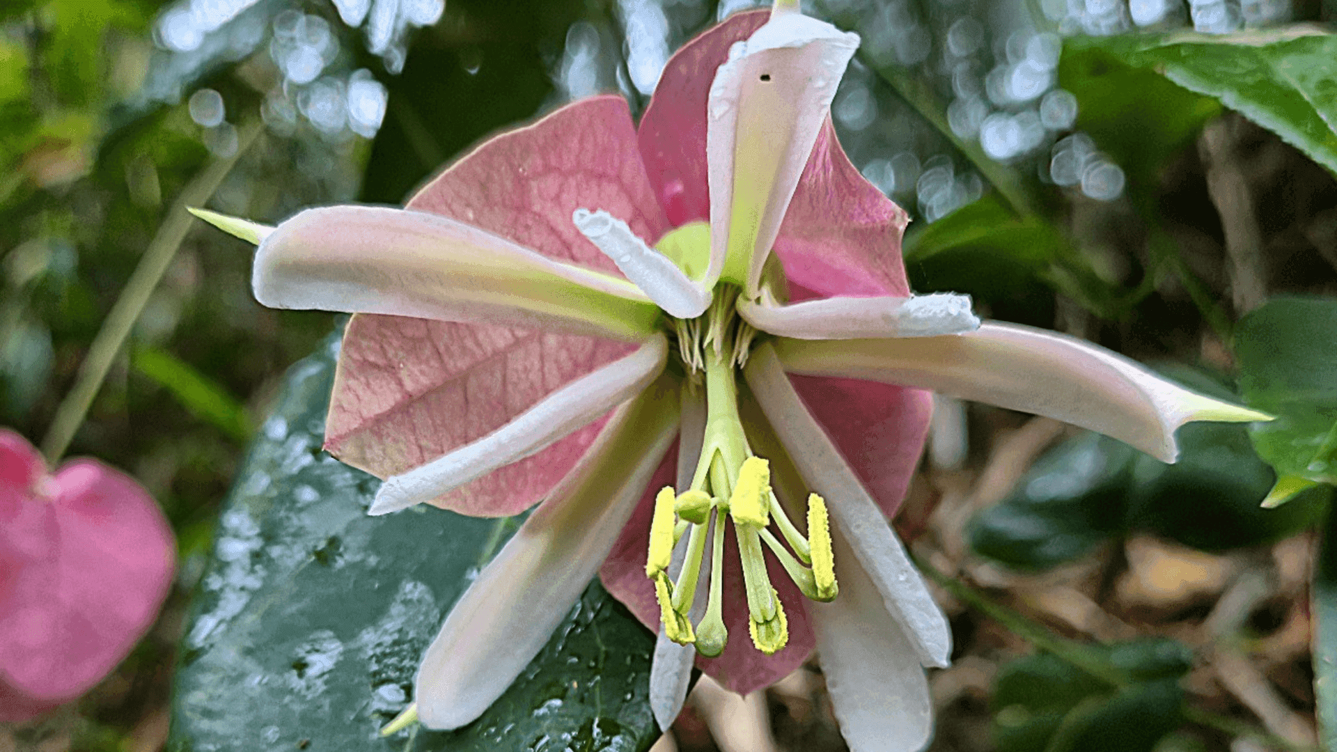Rara espécie de flor é descoberta no Parque Estadual dos Três Picos