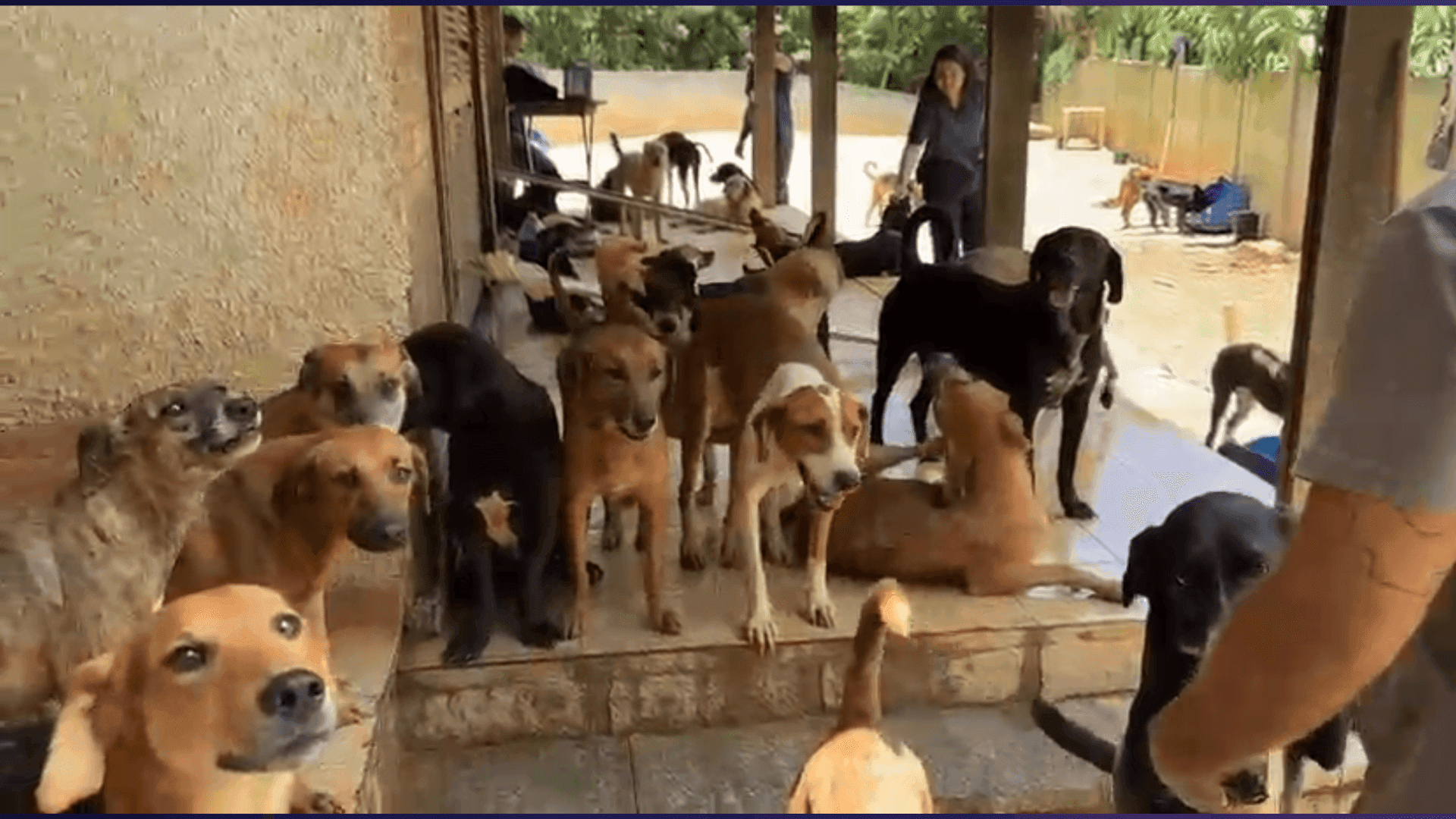 Resgate mobiliza abrigo de cães em Teresópolis após morte do responsável pelo local