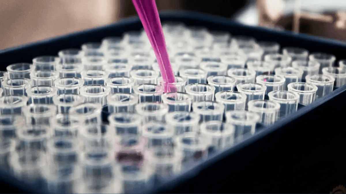 Kieling: Cientistas criam miniórgãos humanos para testar medicamentos