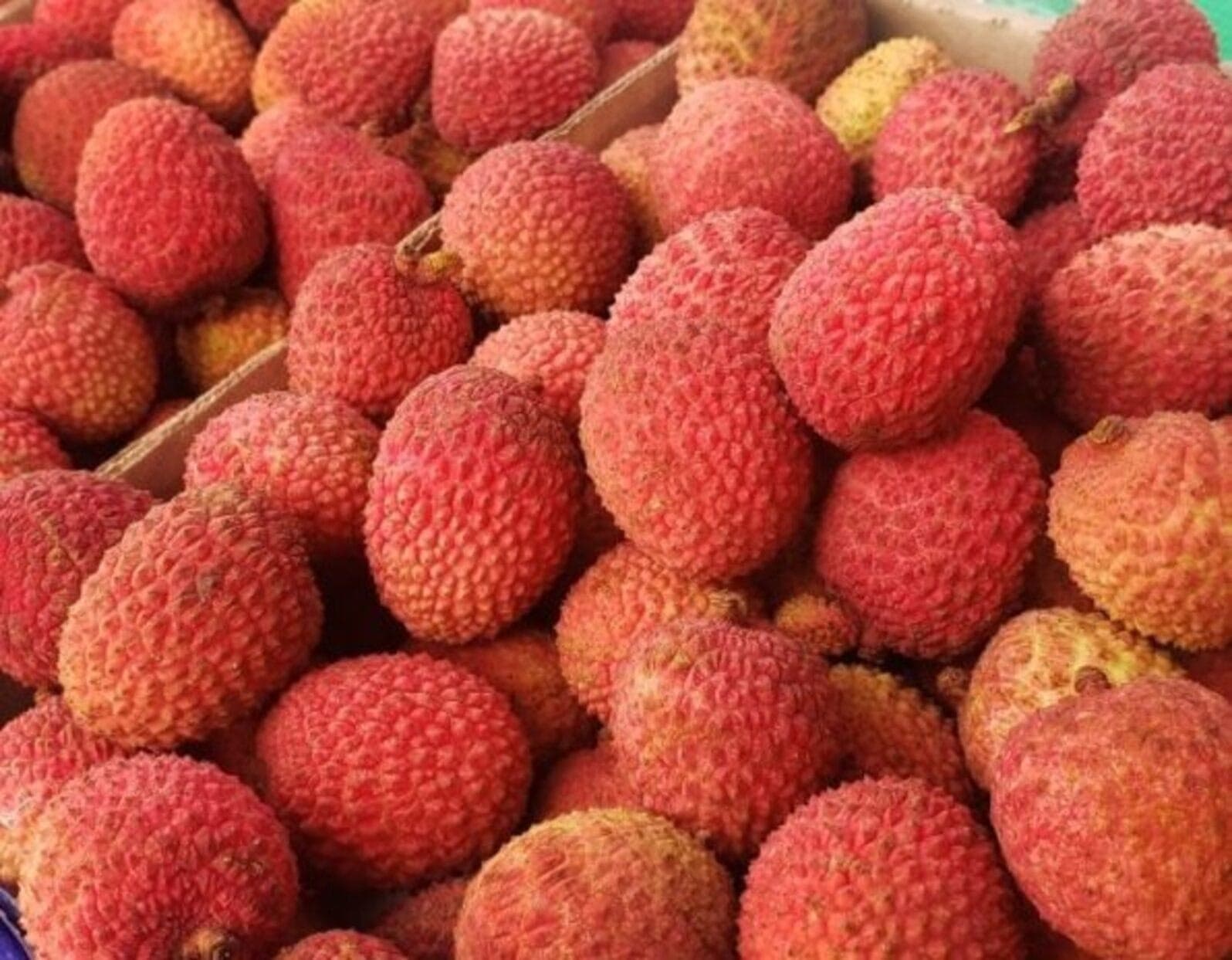 São Paulo produz 80% da lichia do Brasil e amplia exportações à Europa