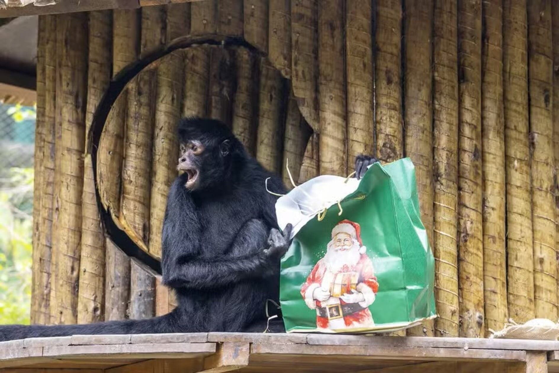 Animais do Zoológico de São Paulo ganham presentes de Natal