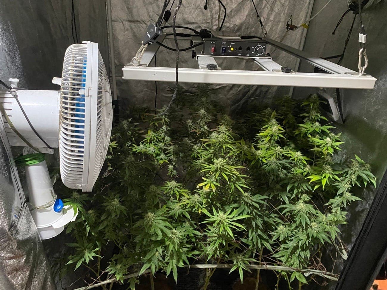 Estufa de maconha é desmontada pela Polícia na Zona Norte do Rio