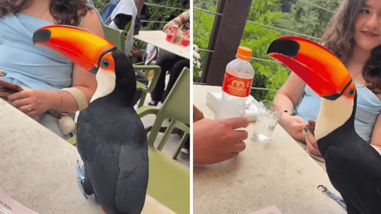 Tucano invade mesa de almoço de turistas no interior de São Paulo