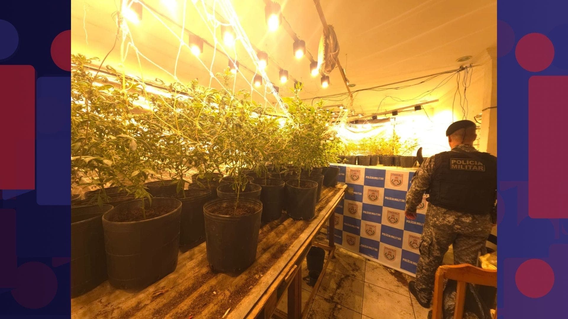 PM encontra plantação de maconha com 150 pés em Nilópolis