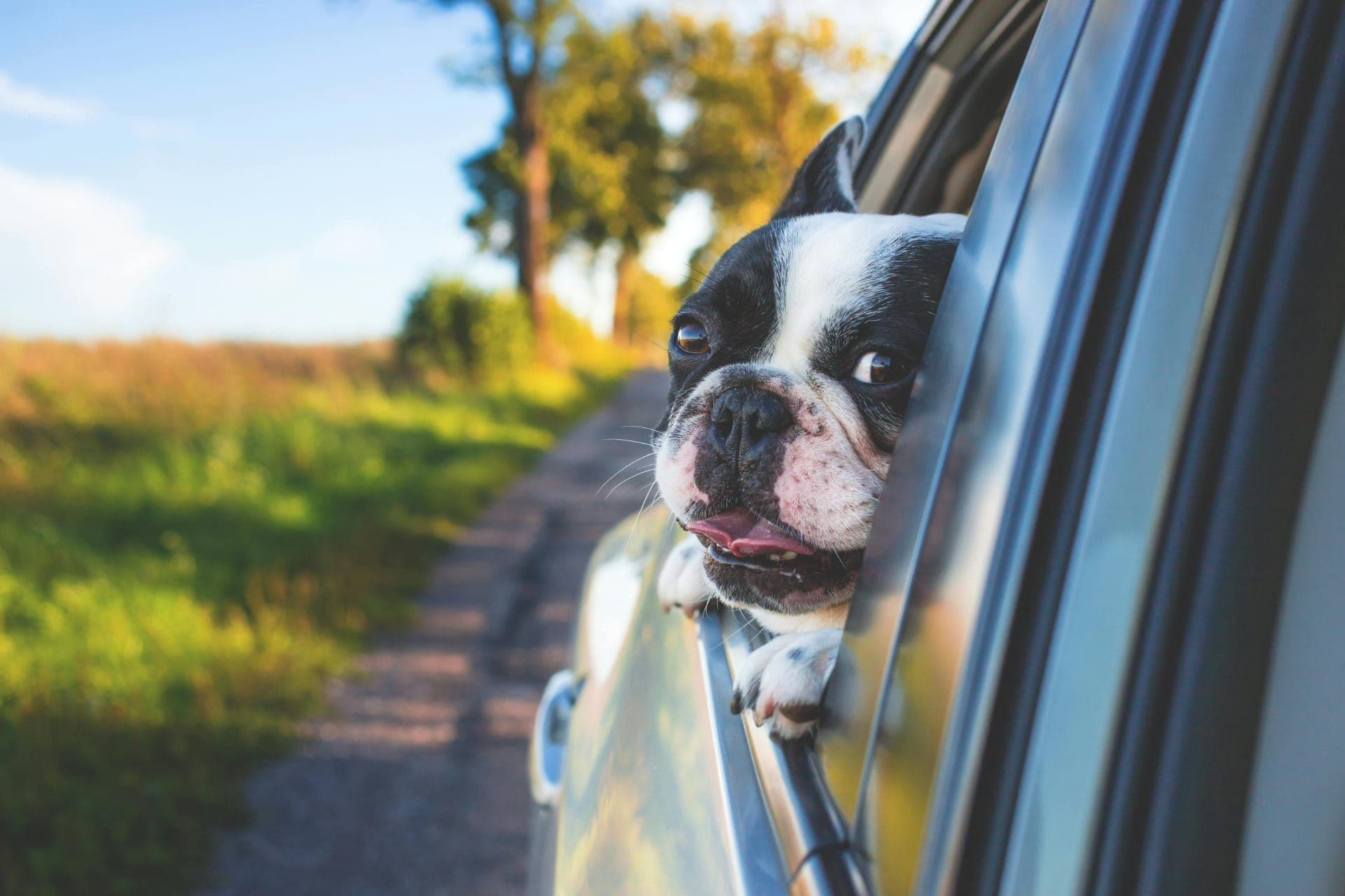 3 hotéis pet friendly para cachorros e seus humanos