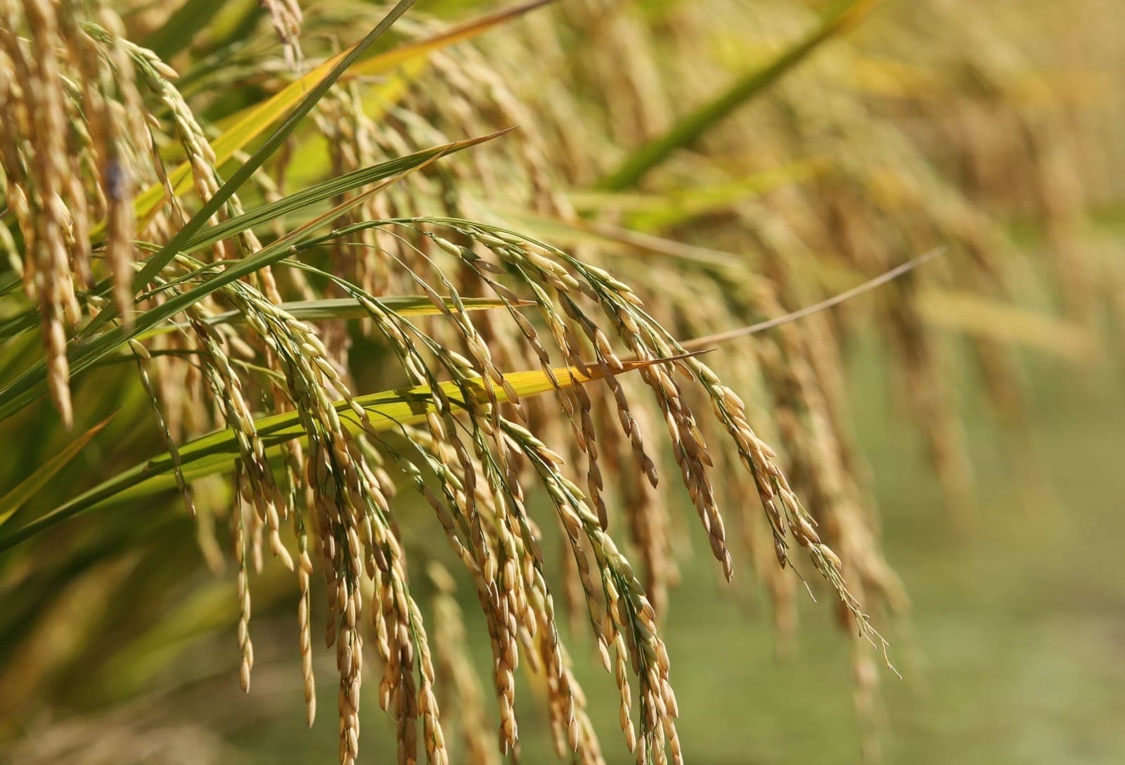 Exportações de arroz em alta elevam preços no Rio Grande do Sul