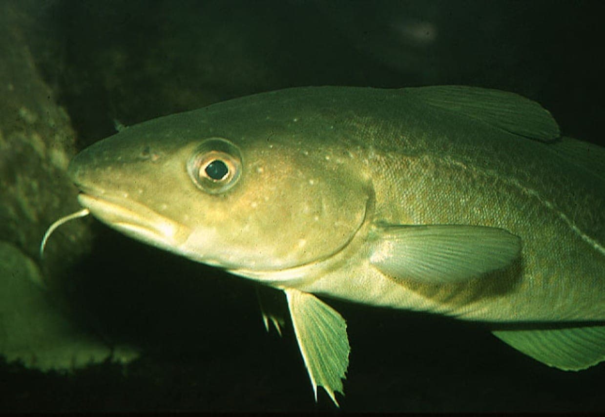 Bacalhau ou 'sabor' bacalhau? Saiba diferenciar as espécies desse peixe