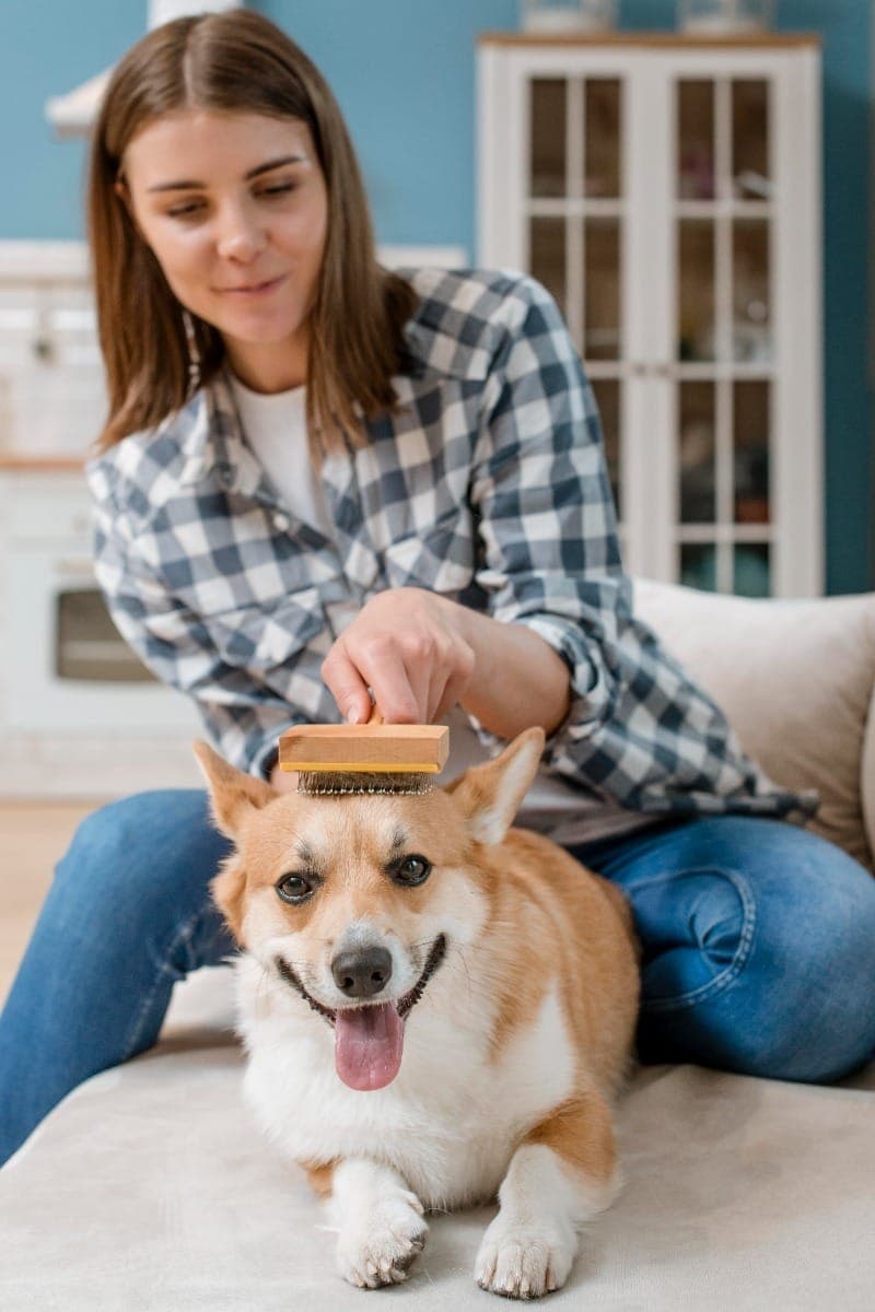 Queda de pelos nos pets: quando é natural e quando merece atenção?