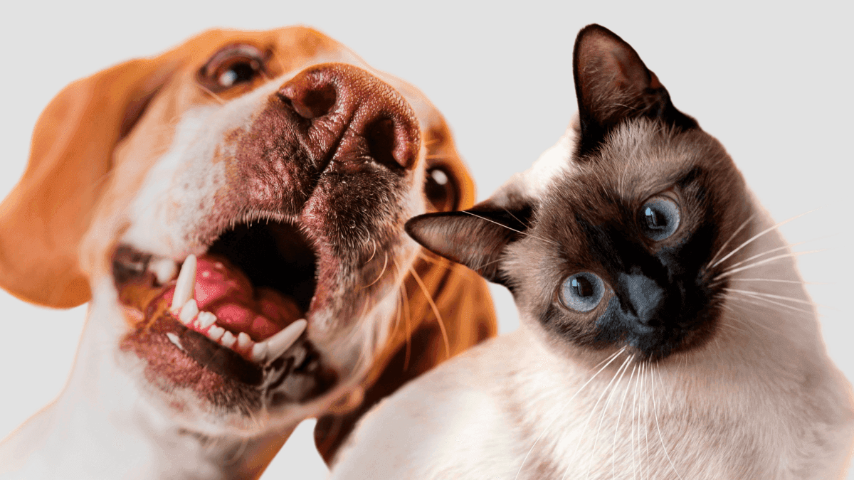 Mercado pet deve movimentar R$ 80 bilhões no Brasil até o fim de 2026