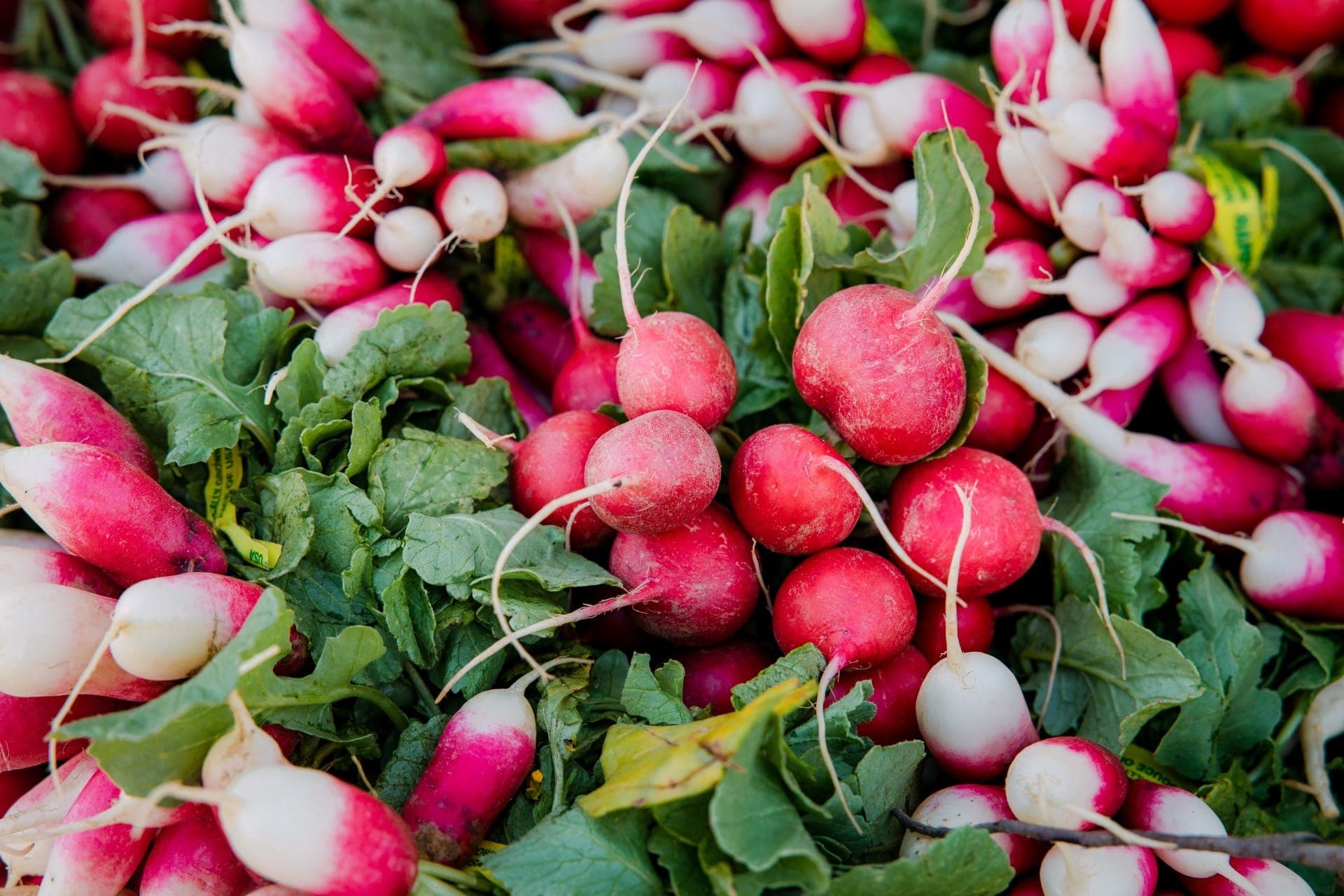 Mais sabor, menos quantidade: entenda o que são e como usar microvegetais