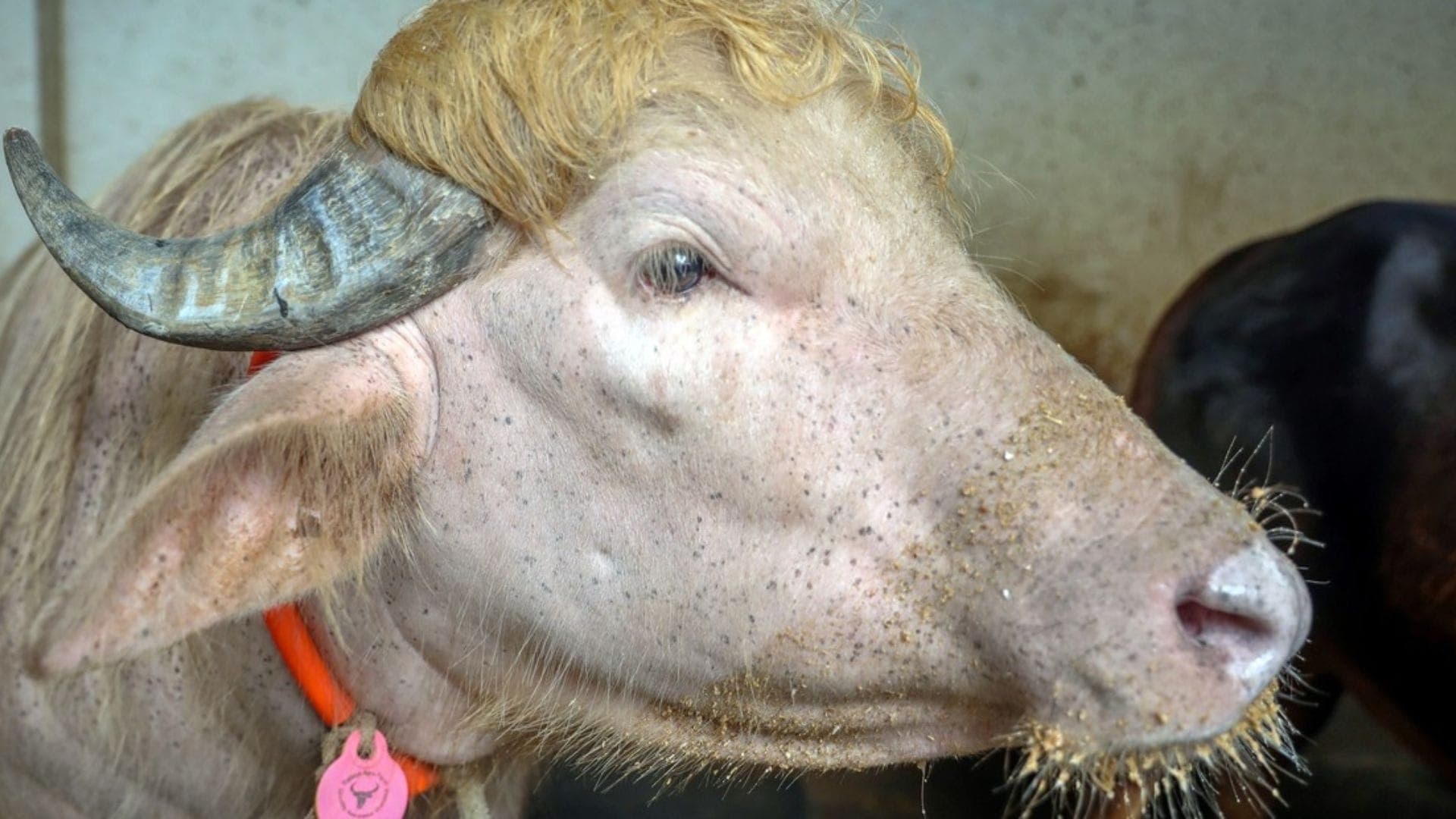 Búfalo 'Donald Trump' viraliza e atrai multidões a fazenda em Bangladesh