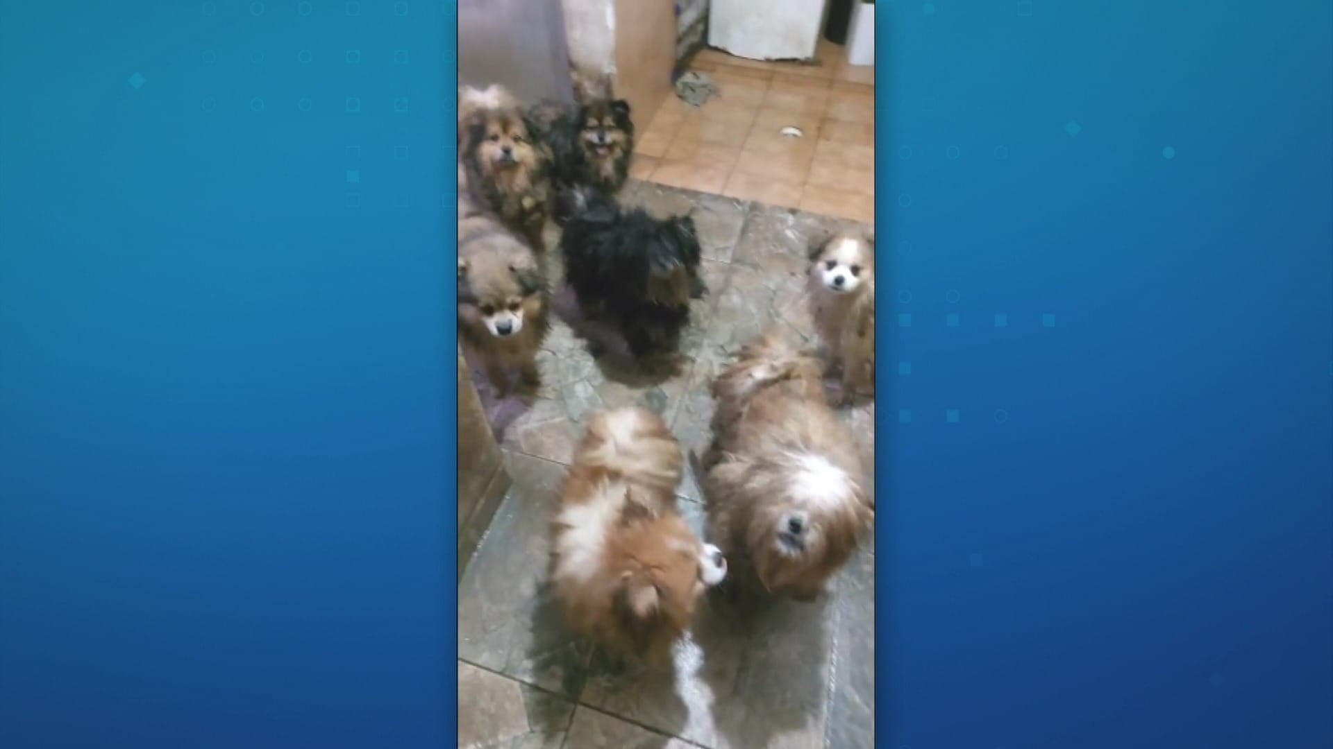 Polícia resgata mais de 20 cães de canil clandestino em Osasco (SP)
