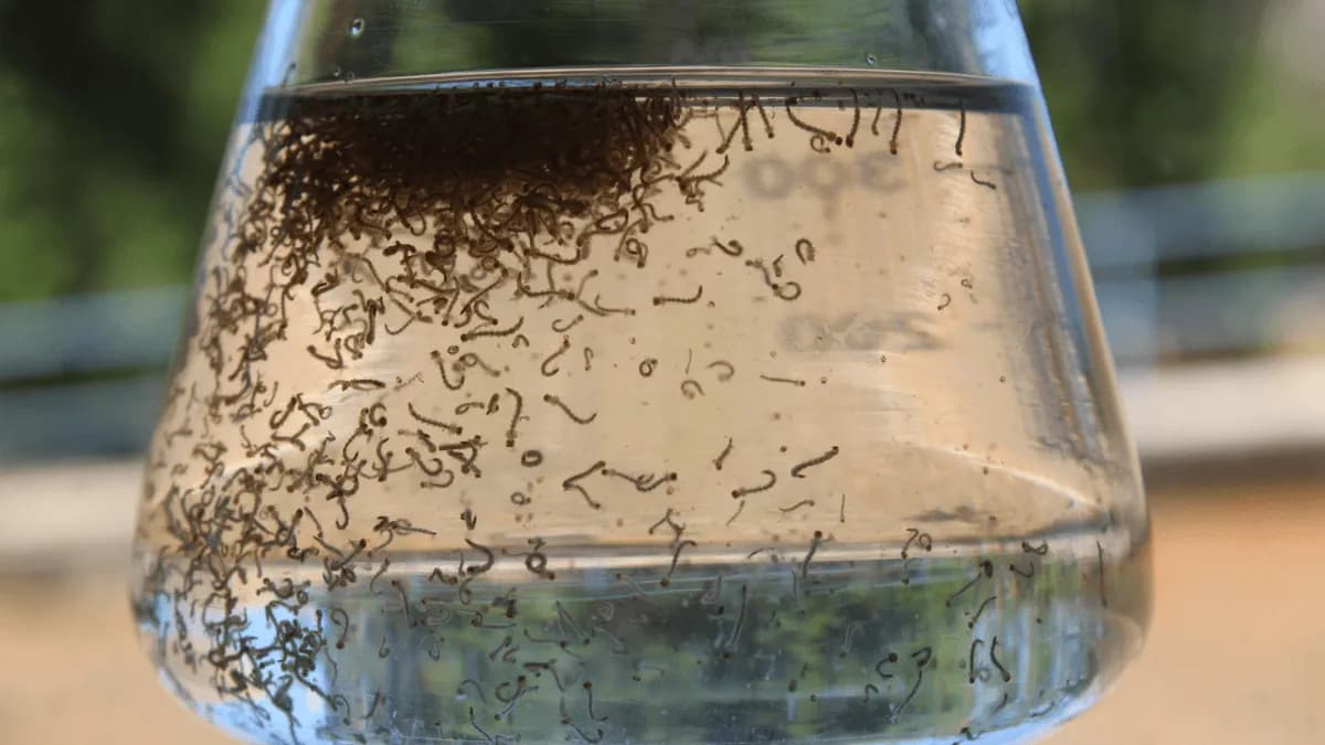Prefeitura de Jacareí realiza vistorias em três mil imóveis no combate à dengue