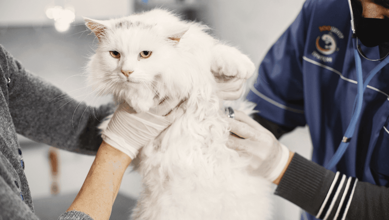Votorantim abre inscrições para novo mutirão de castração de cães e gatos