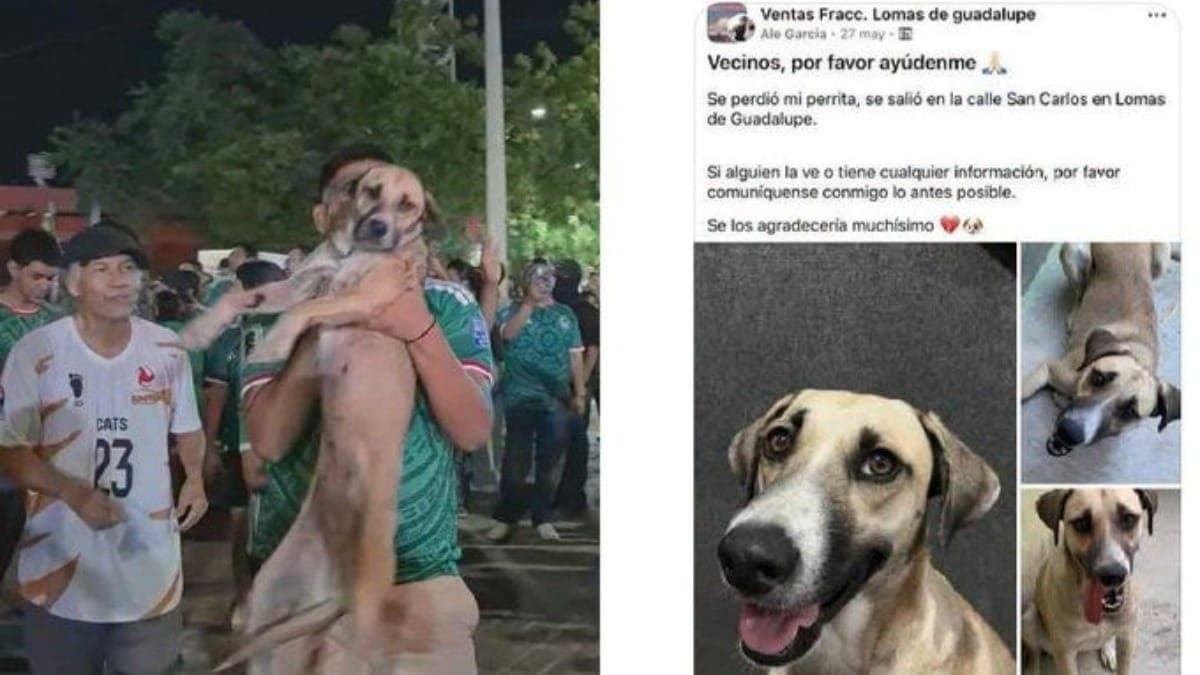 Cadela desparecida por semanas é achada após surgir em transmissão da Copa