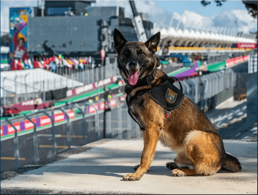 Herói de quatro patas: Cão Machi se aposenta após 6 anos na polícia de SP