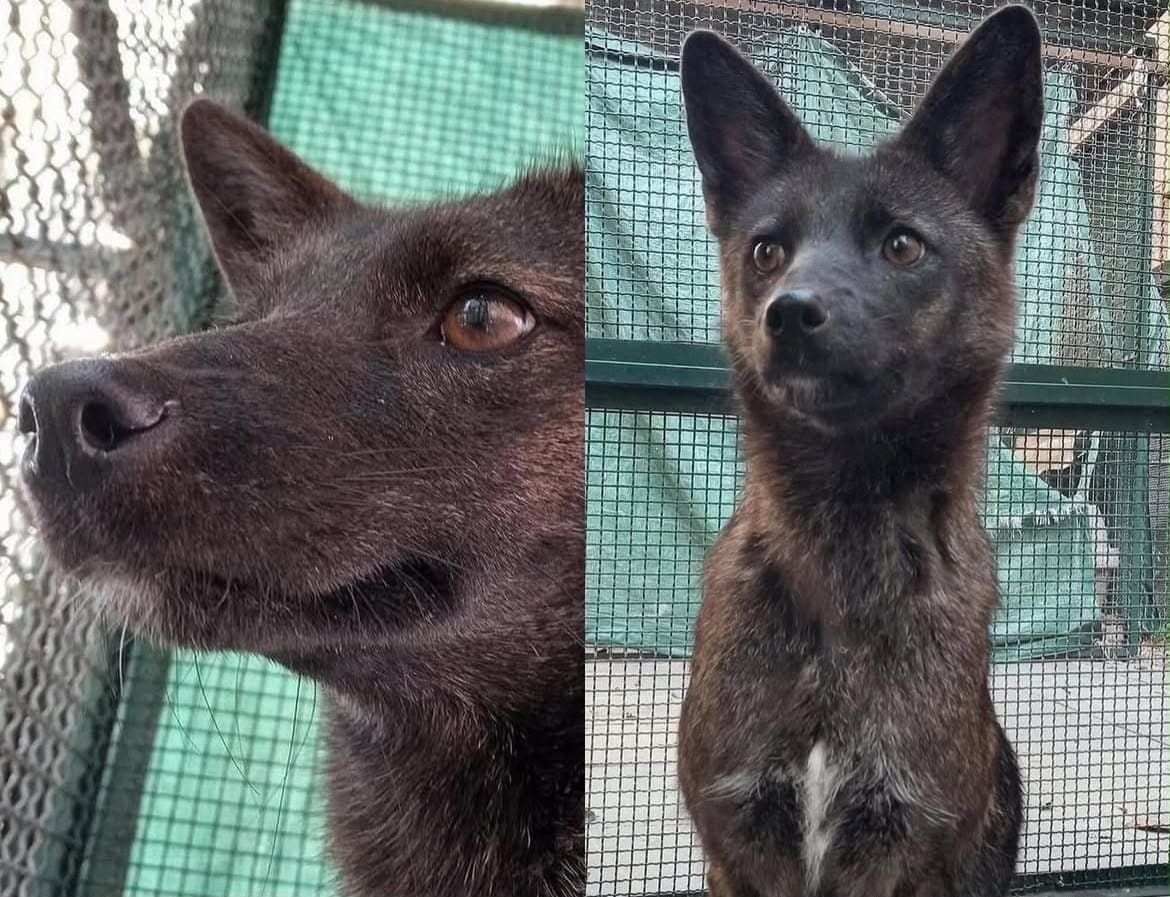 Ciência confirma primeiro caso de híbrido entre cachorro e raposa no Brasil