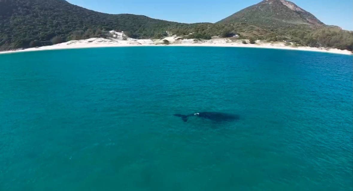 Baleia-jubarte é vista em área abrigada do mar de Arraial do Cabo