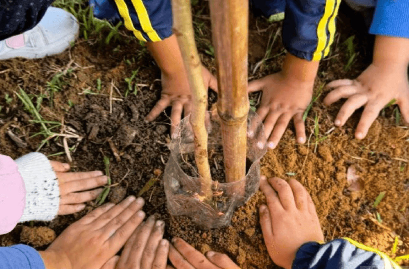 Programa de Arborização da Prefeitura fortalece áreas verdes