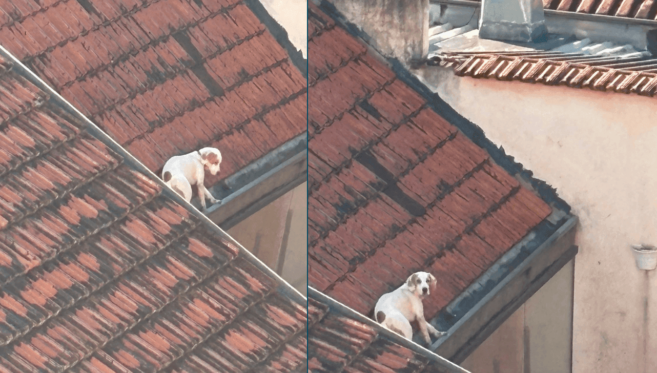 GCM resgata cachorro preso em telhado de restaurante em Águas de São Pedro