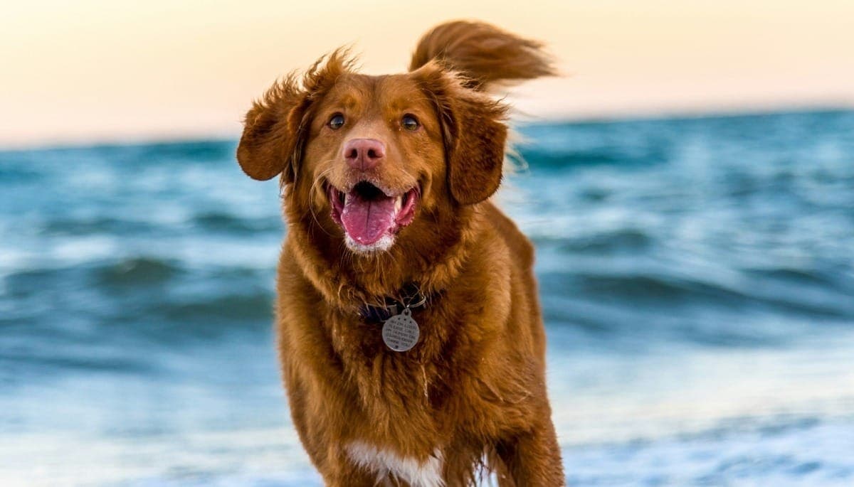 Cannabis na medicina veterinária traz avanços terapêuticos em pets e gado