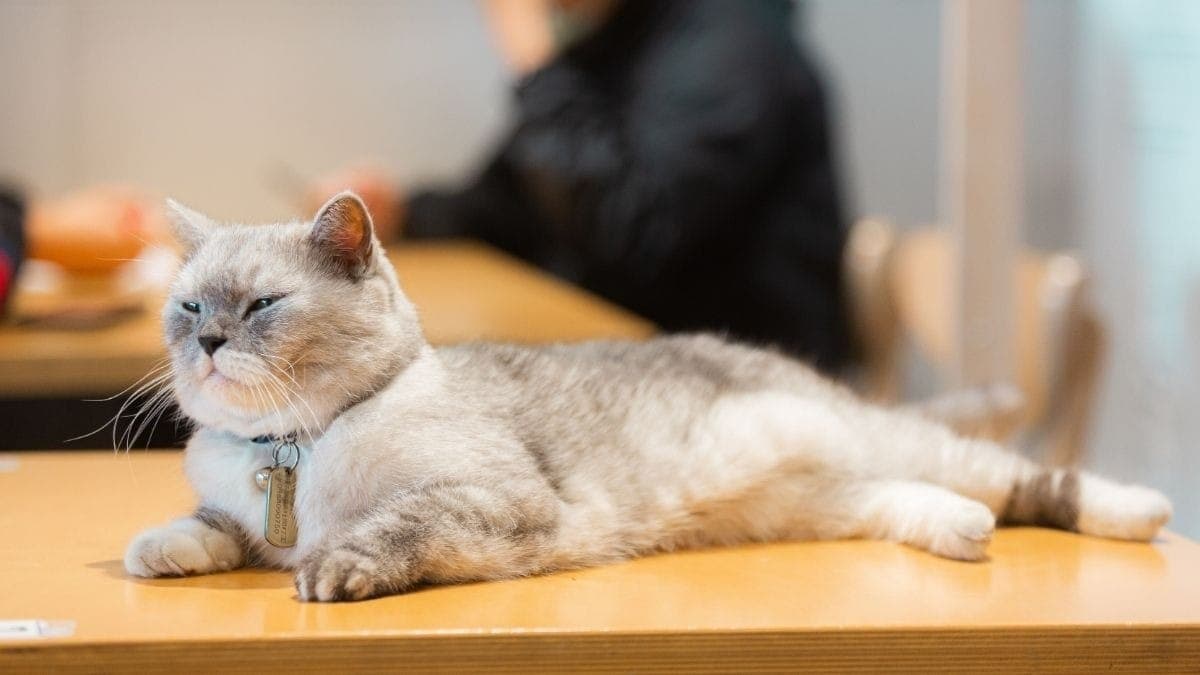 Dia Internacional do Gato: cat cafés em SP para se divertir com os bichanos