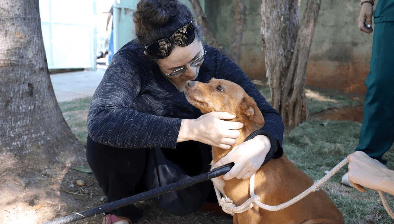 Campinas realiza adoção de cães e gatos pelo “DPBEA de Portas Abertas”