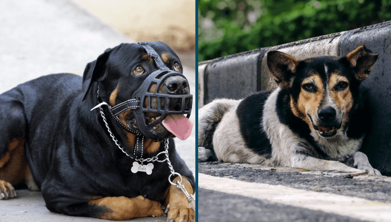 Câmara vota uso de focinheira para cães e restrições por maus-tratos