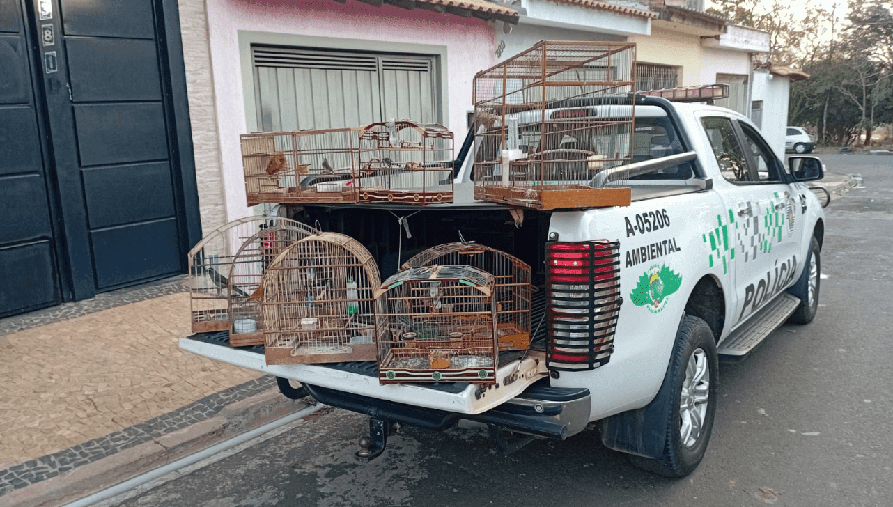 Rio Claro: homem é detido por manter 8 aves silvestres em cativeiro ilegal