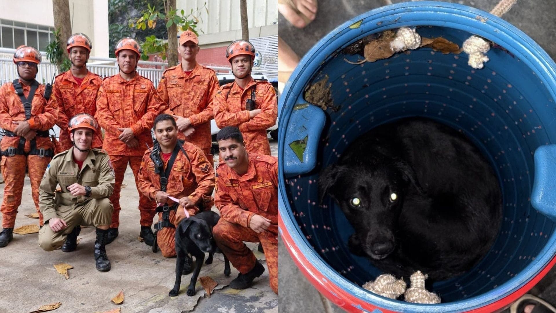 Bombeiros resgatam cão que caiu de pedra no Pavão Pavãzinho