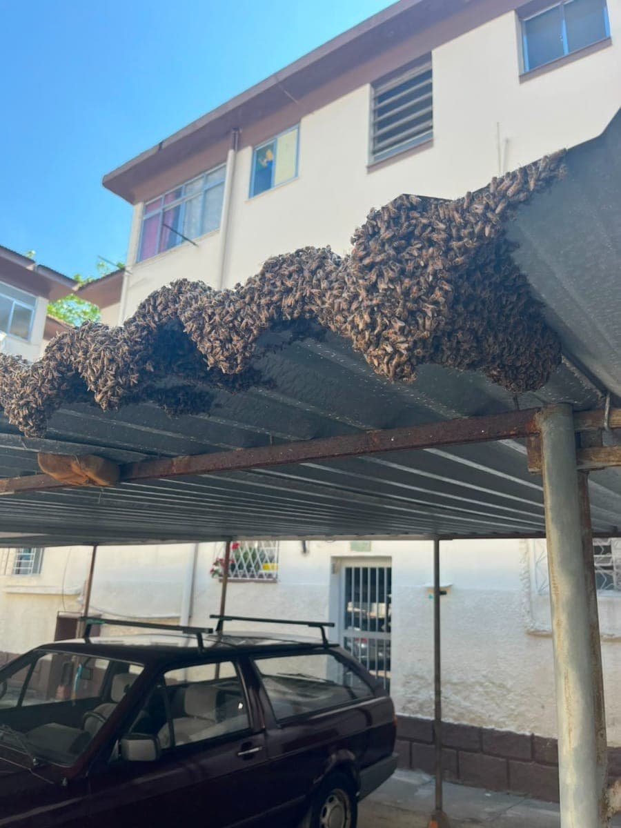 Moradores de Ramos fazem vaquinha para remover colmeia de condomínio