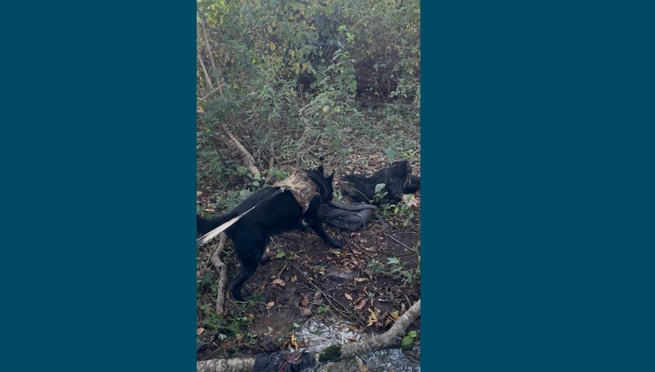 Cão farejador encontra corpo de adolescente desaparecido em Votuporanga