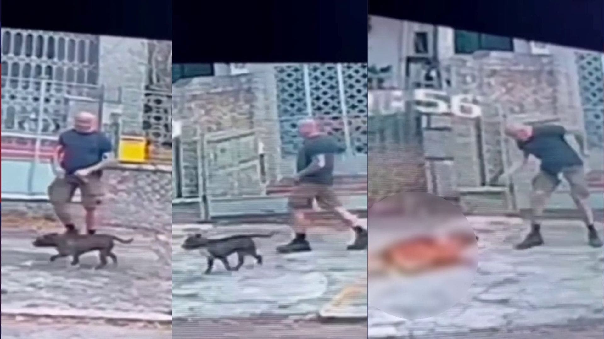 Homem mata cachorro a tiros na Tijuca; viralata era conhecido como "Batata"
