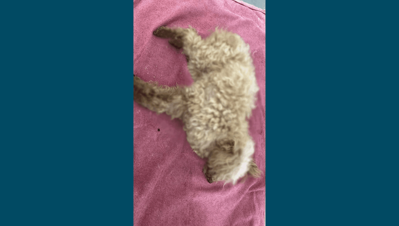 Cachorro vítima de maus-tratos morre e responsável é preso em Capivari
