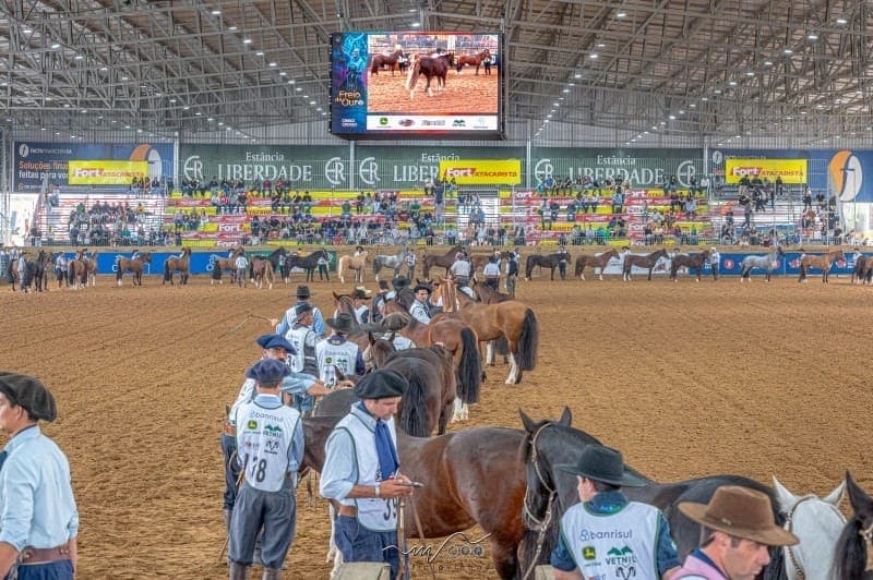 Expointer 2026: morfologia do cavalo Crioulo define campeões em Esteio (RS)