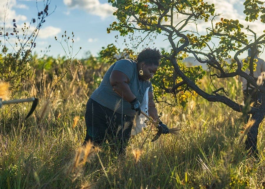 ONU reconhece projeto da Embrapa como referência mundial de restauração
