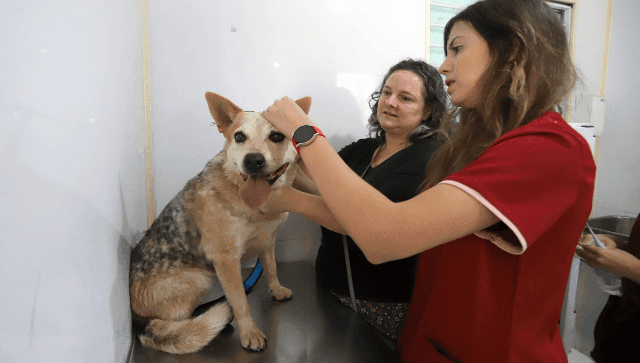 Consultório Veterinário Móvel atende o Campo Belo a partir desta terça