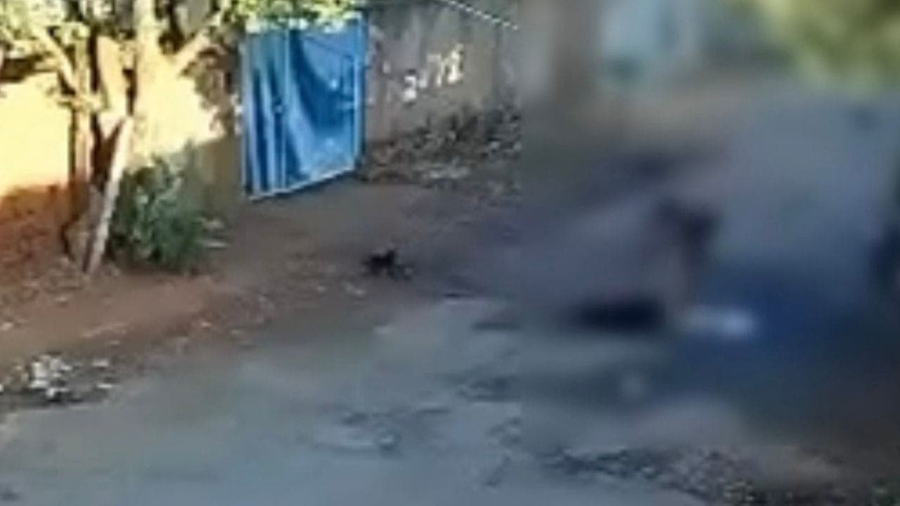 Homem é preso suspeito de agredir cachorro com madeira em Rio Preto