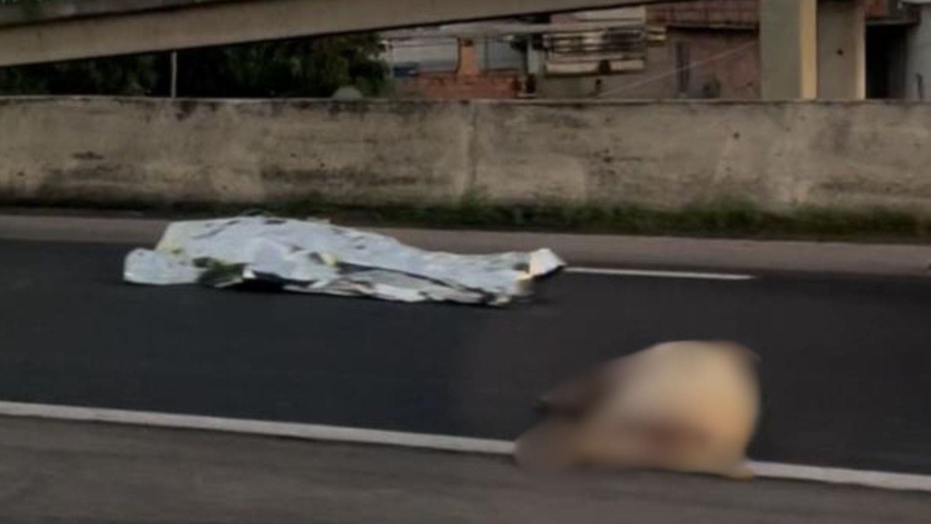 Motociclista morre após atropelar porco na BR-101, em Itaúna