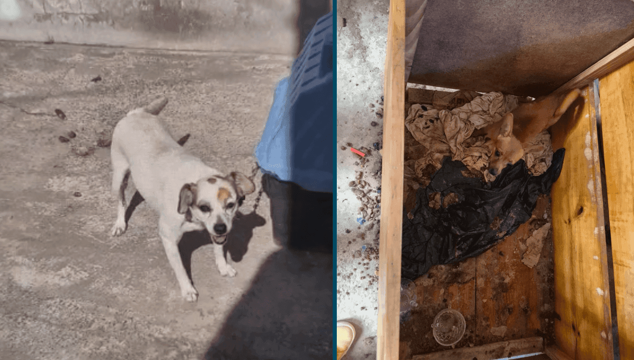 Mulher é presa por maus-tratos a dois cães em Campinas